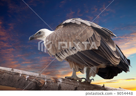 Griffon vulture  against sunset sky 9054448