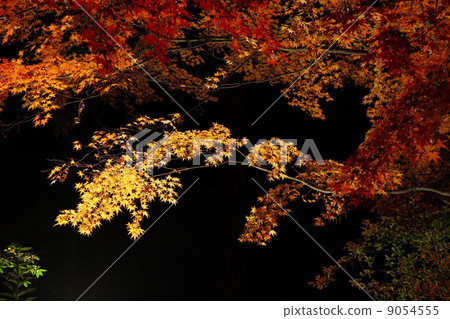Autumn leaves of lighted maple Autumn leaves of lighted maple 9054555