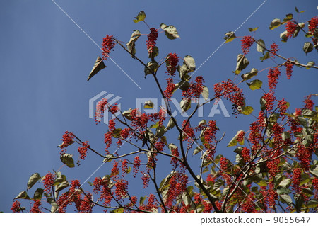 黃色土豆的果子 黃色土豆的果子 9055647