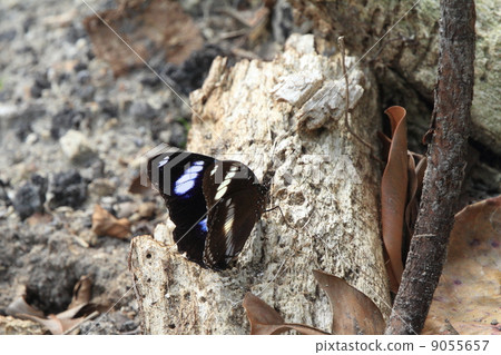 Living organism Insect butterfly Ryukyu musashi stopping at fossil of coral 9055657