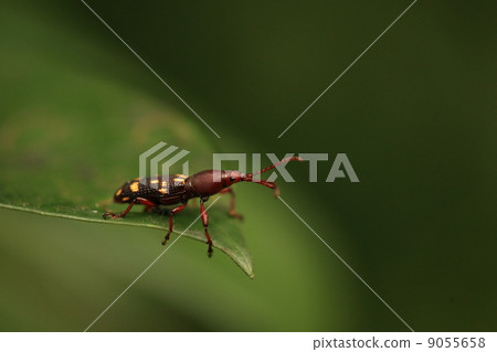 Creatures insects beetle weevils Yaeyama female Mitsugi Lee weevils female 9055658