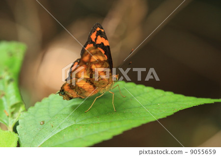 Living thing insect butterfly 9055659