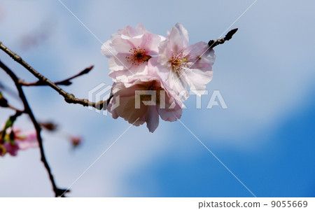 October cherry blossoms 9055669