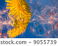 Dandelion 9055739