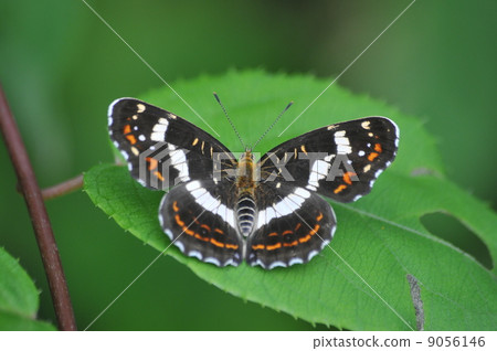 Sakahaha halibut (summer type) 9056146