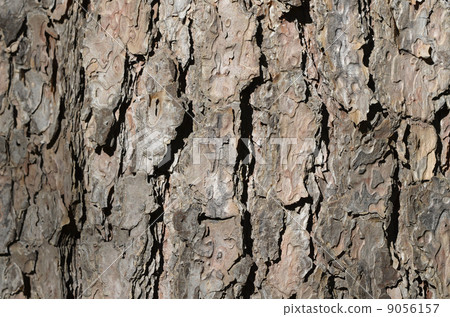 Akamatsu's skin 9056157