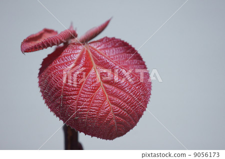 It is also called red leaf bean curd refuse. It is also called red leaf bean curd refuse. 9056173