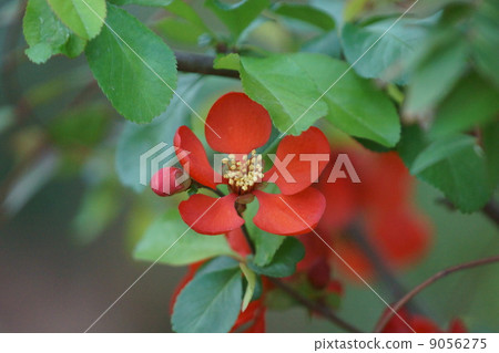 菊花紅色紅色圓形花瓣 9056275