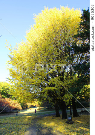 Kinutakoen秋葉 9056305