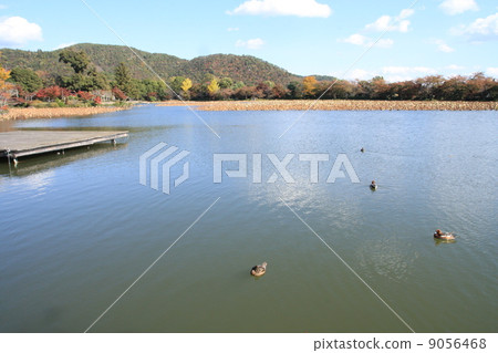 Scenery of Osawa Pond Scenery of Osawa Pond 9056468