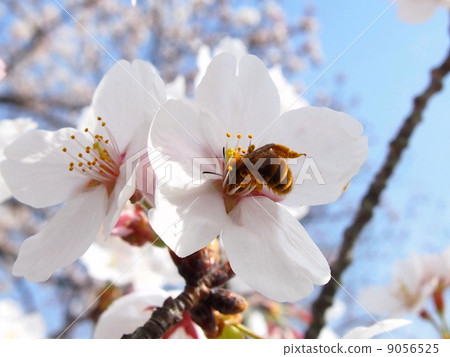 Cherry blossoms and bees 9056525