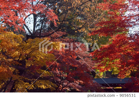 Autumn leaves of Hirin 9056531