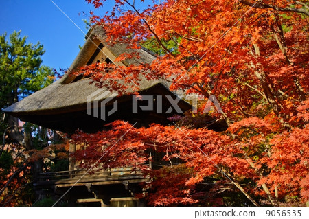 Autumn leaves of Hirin Autumn leaves of Hirin 9056535