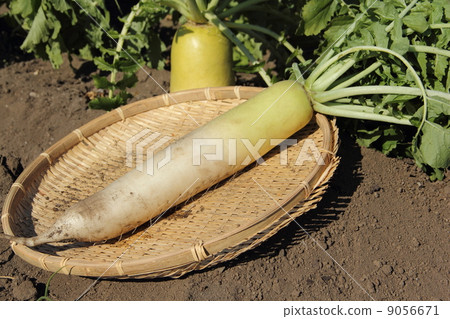 Radish field Radish field 9056671