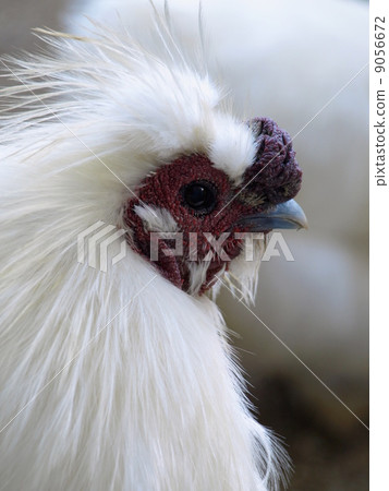 Crow bird chicken vertical 9056672