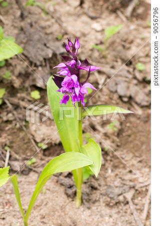 Hakusan Chidori Hakusan Chidori 9056796