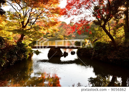 菊園花園的秋葉 9056862