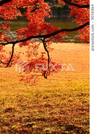 Autumn leaves at Rikugien Garden Autumn leaves at Rikugien Garden 9056864