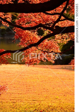 Autumn leaves at Rikugien Garden Autumn leaves at Rikugien Garden 9056865