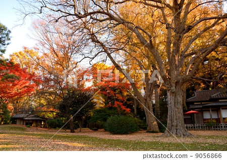 Autumn leaves at Rikugien Garden Autumn leaves at Rikugien Garden 9056866
