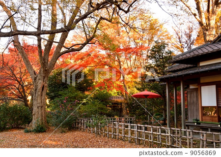 Autumn leaves at Rikugien Garden Autumn leaves at Rikugien Garden 9056869