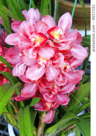 orchid , pink cymbidium 9057181