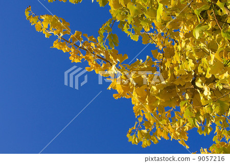 Ginkgo with blue sky 9057216