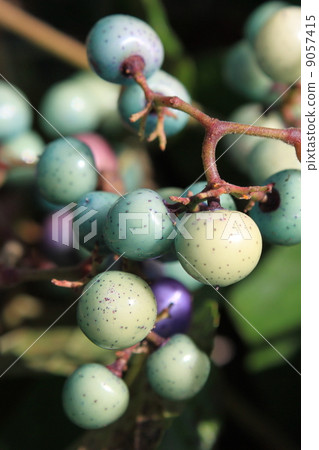 Fruit of nobudo Fruit of nobudo 9057415