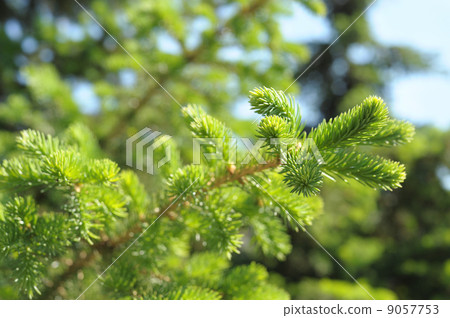 firtree branch firtree branch 9057753