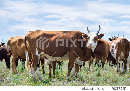grazing cows at summer meadow 9057761