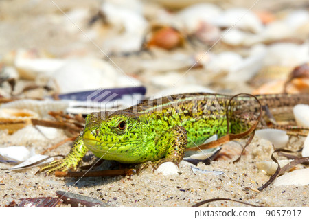 Bright green lizard Bright green lizard 9057917