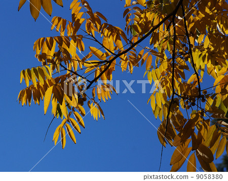 Mukuroji yellow leaves and fruit Mukuroji yellow leaves and fruit 9058380