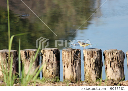 Kisekirei Kisekirei 9058381