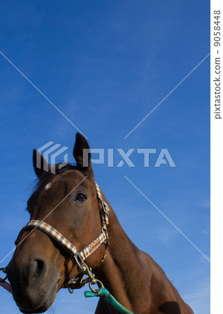 Horse Horse 9058448