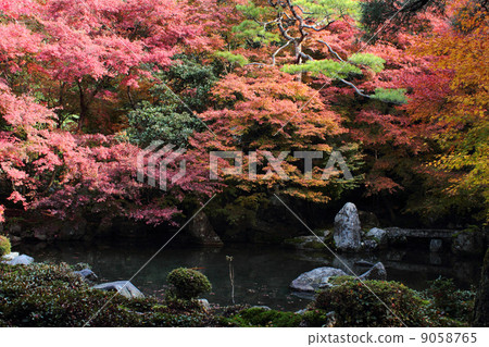 京都Lotusa寺秋葉 9058765