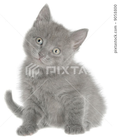 Small gray shorthair kitten sitting Small gray shorthair kitten sitting 9058800