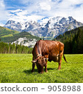Brown Swiss Cow in the Pasture 9058988