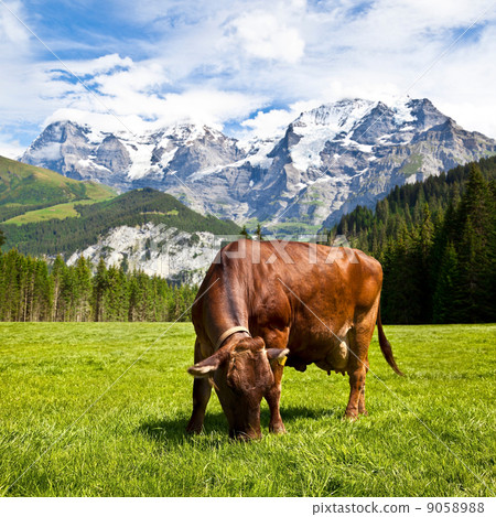 Brown Swiss Cow in the Pasture 9058988