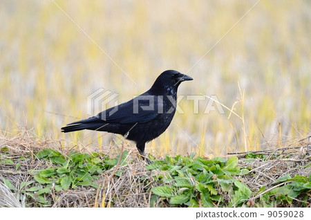 Hermopotus玻璃 9059028