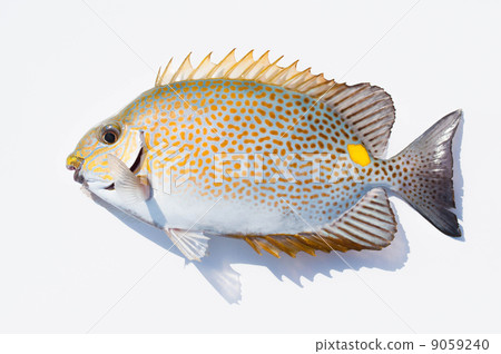 Car Ae(戈馬愛國者) Car Ae(戈馬愛國者) 9059240