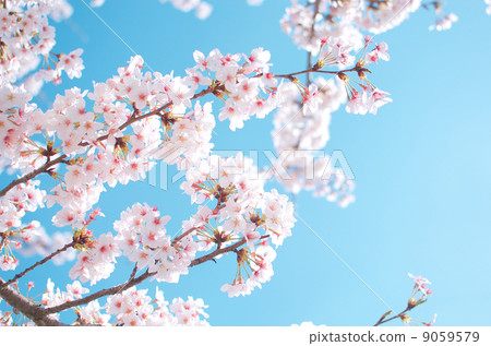 Blue sky and cherry blossoms 9059579