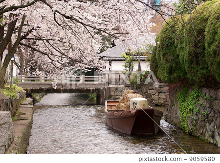 Takasegawa · Cherry blossoms of Ichinobo 9059580