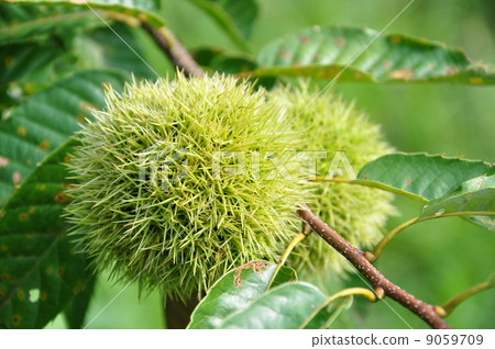 Chestnut 9059709