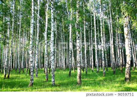 Beautiful summer birch groove in the evening sunlight Beautiful summer birch groove in the evening sunlight 9059751