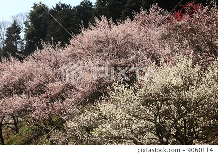 Yoshino Umehoshi Plum Park 9060114