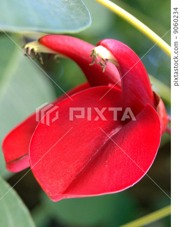 夏天的形象!美國Deigo(Kaikozu:Haikai Bean) 夏天的形象!美國Deigo(Kaikozu:Haikai Bean) 9060234