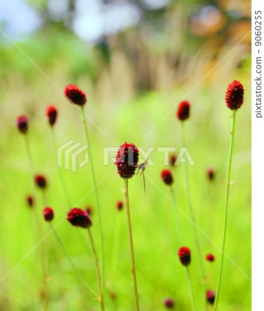 Huang Hua Tsurugi Red flower language: eternal love Gomphrena haageana 9060255