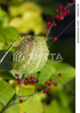 水果水果 水果水果 9060256