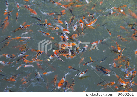 Larvest fish Larvest fish 9060261