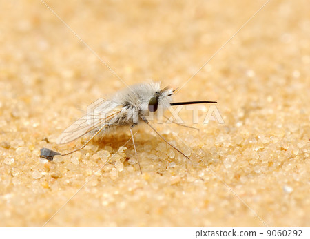 Downy fly 9060292